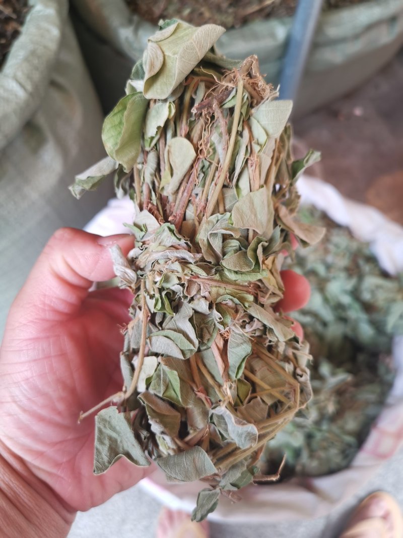 金钱草2020年新货产地货源