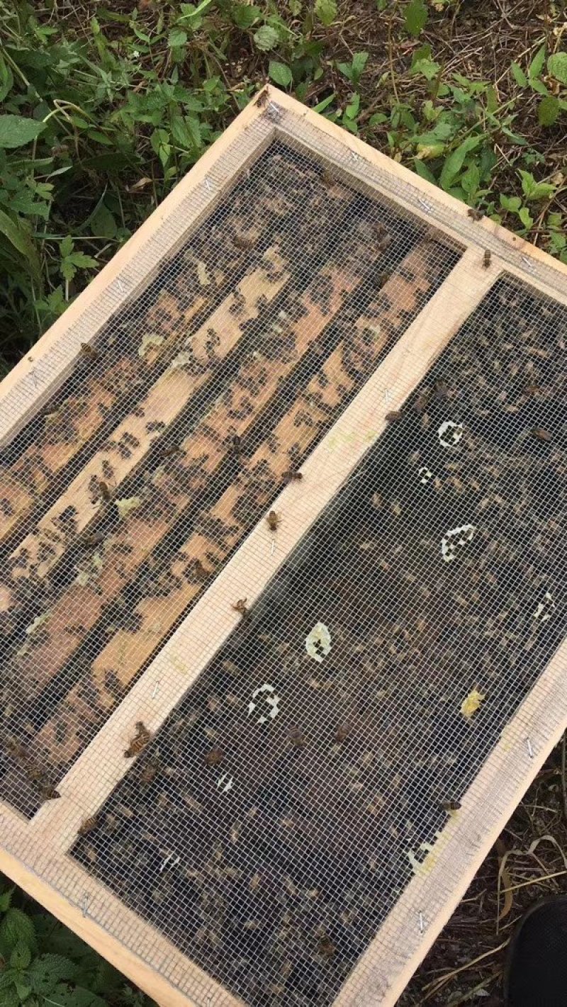 福建泉州安溪县中华蜜蜂