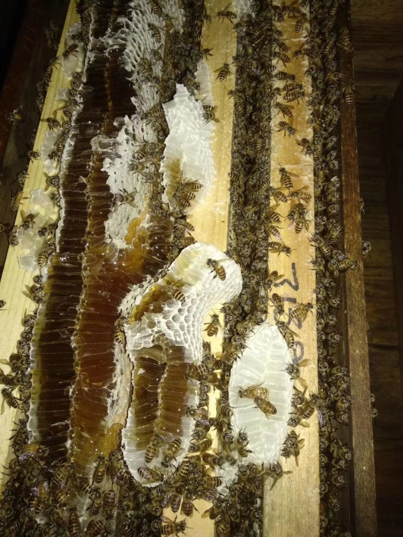 福建泉州安溪县中华蜜蜂
