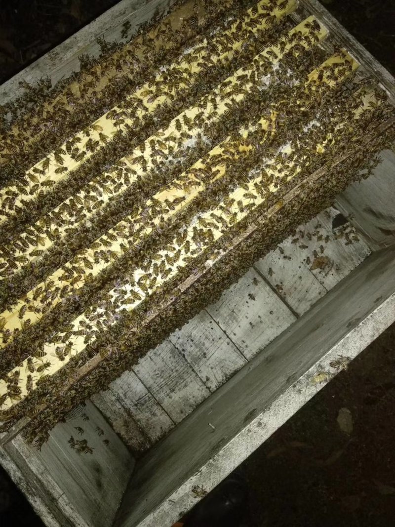 福建泉州安溪县中华蜜蜂