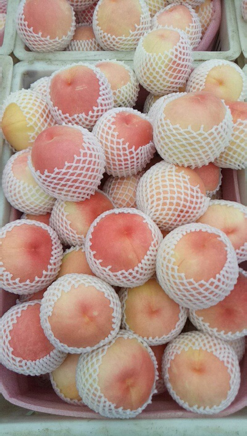 突围毛桃