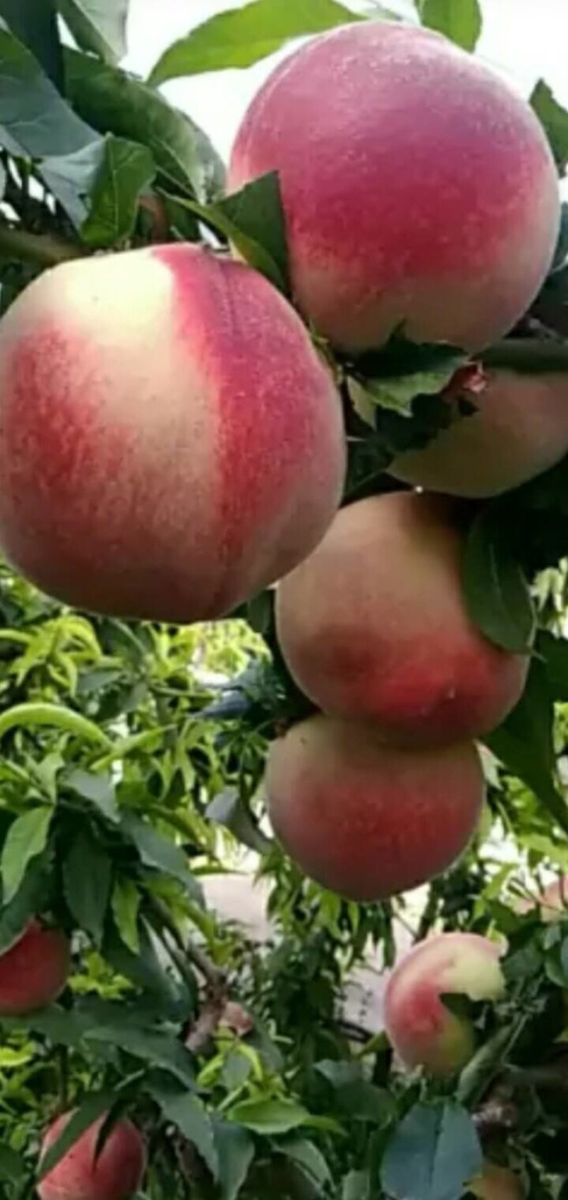 突围毛桃