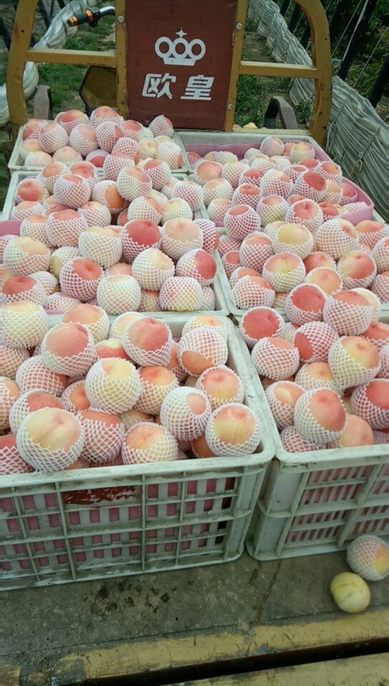 突围毛桃