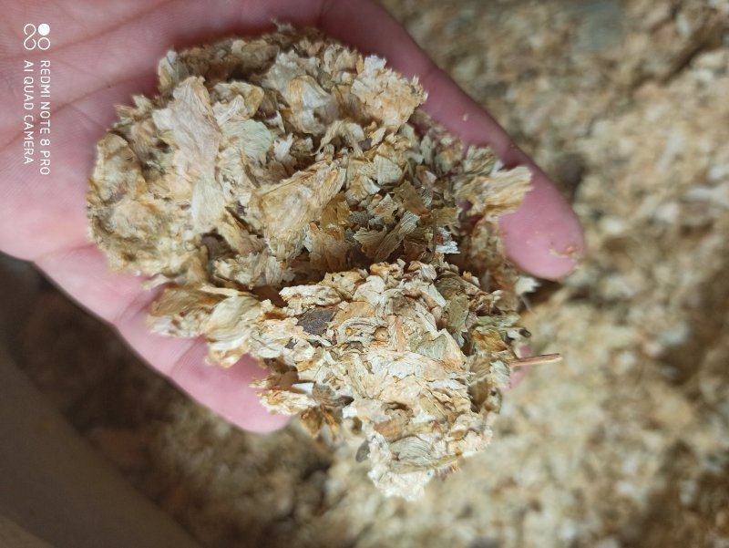 啤酒花可打粉各种规格批发中药药店医院欢迎来电