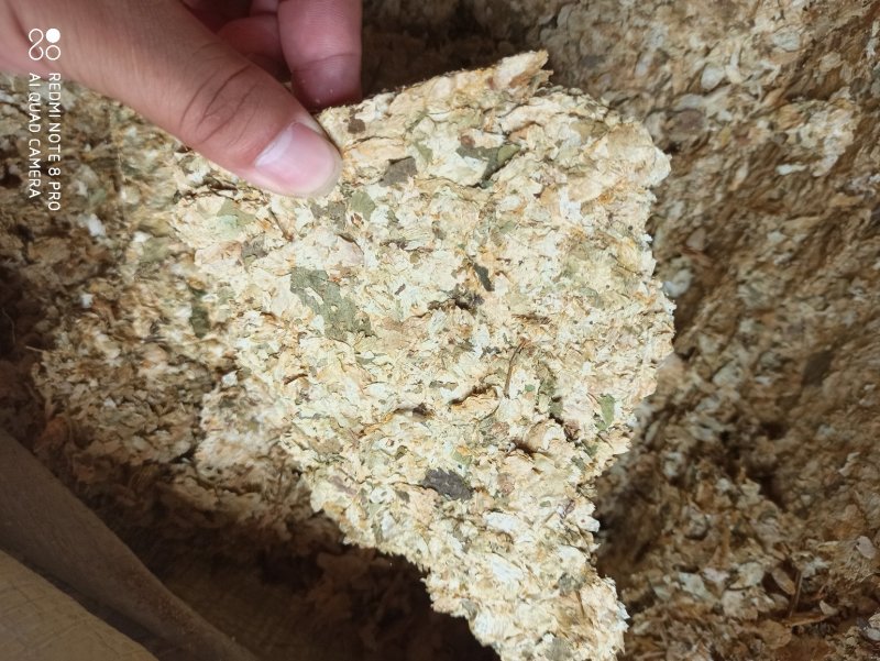 啤酒花可打粉各种规格批发中药药店医院欢迎来电