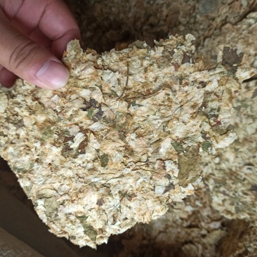 啤酒花可打粉各种规格批发中药药店医院欢迎来电