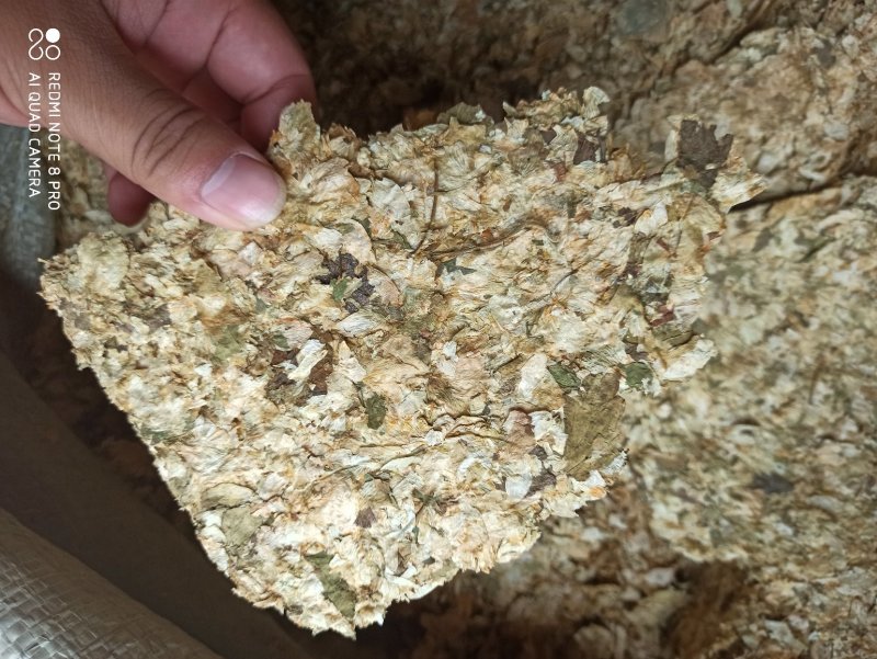 啤酒花可打粉各种规格批发中药药店医院欢迎来电