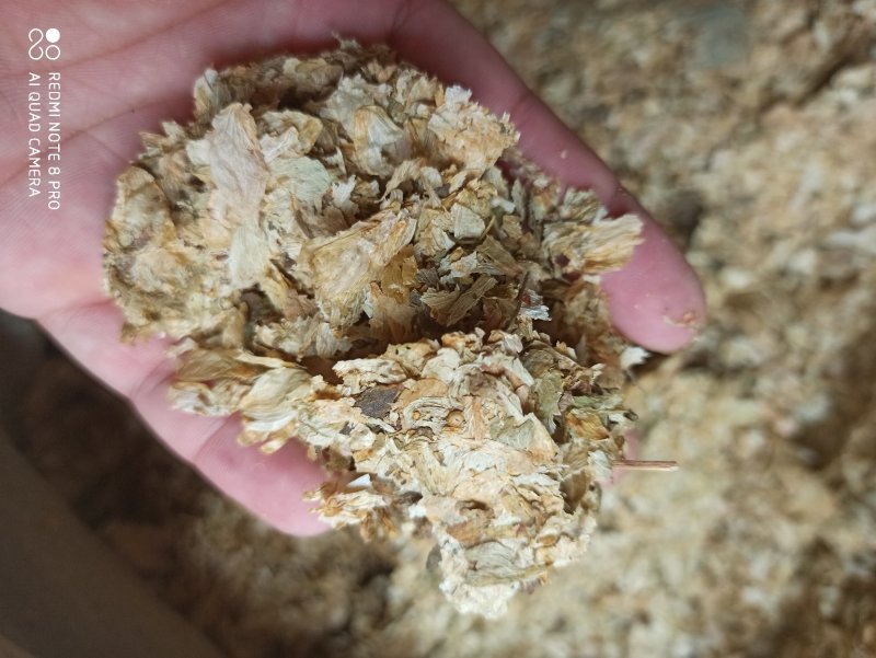啤酒花可打粉各种规格批发中药药店医院欢迎来电