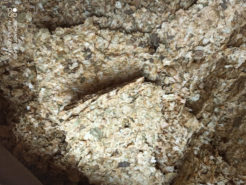 啤酒花可打粉各种规格批发中药药店医院欢迎来电