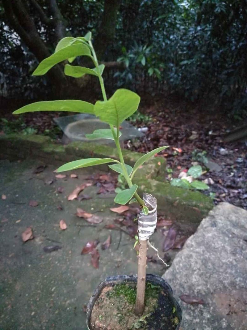 释迦果苗，榴莲释迦果，新品种嫁接种苗