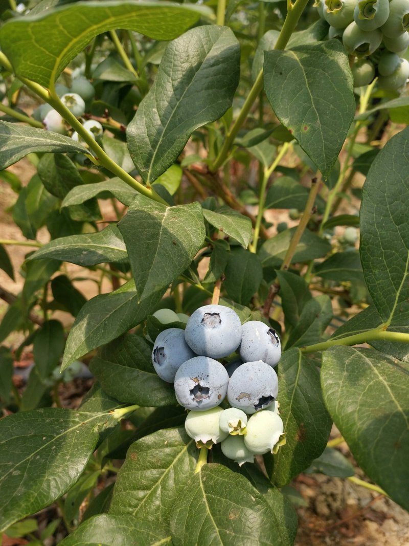 蓝莓