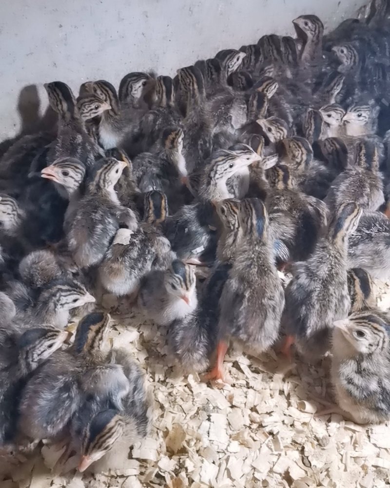大种珍珠鸡苗，大种珍珠鸡