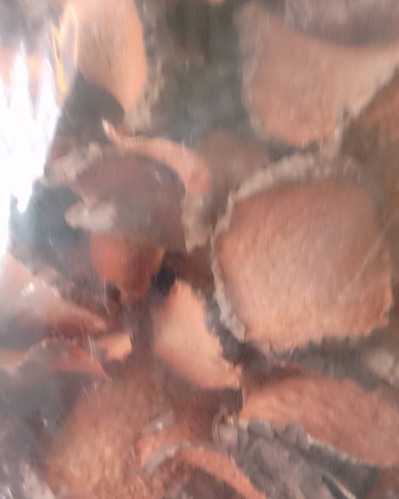 红药子，常年批发供应冷背中药材红药子