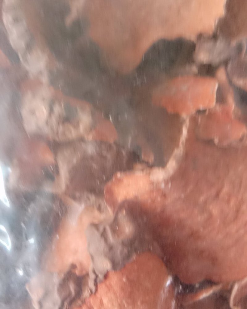 红药子，常年批发供应冷背中药材红药子