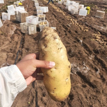 荷兰十五806大量走货纯沙地精品货源产区直供