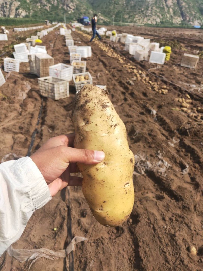荷兰十五806大量走货纯沙地精品货源产区直供