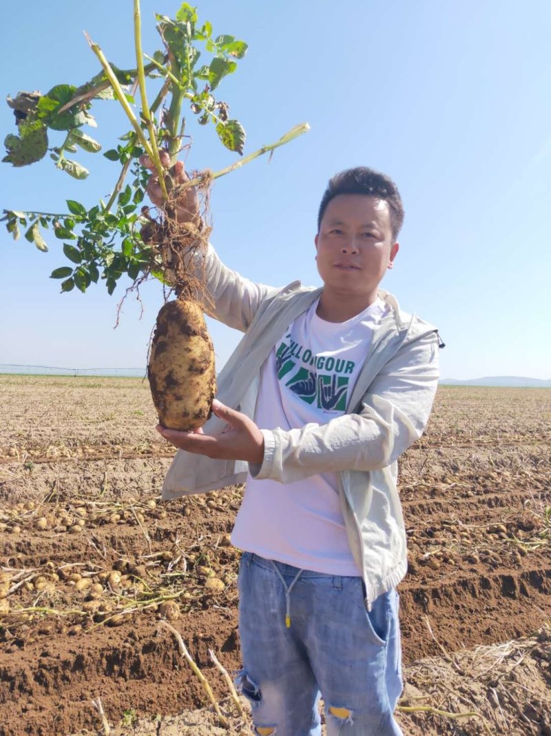 荷兰十五沙地黄心土豆