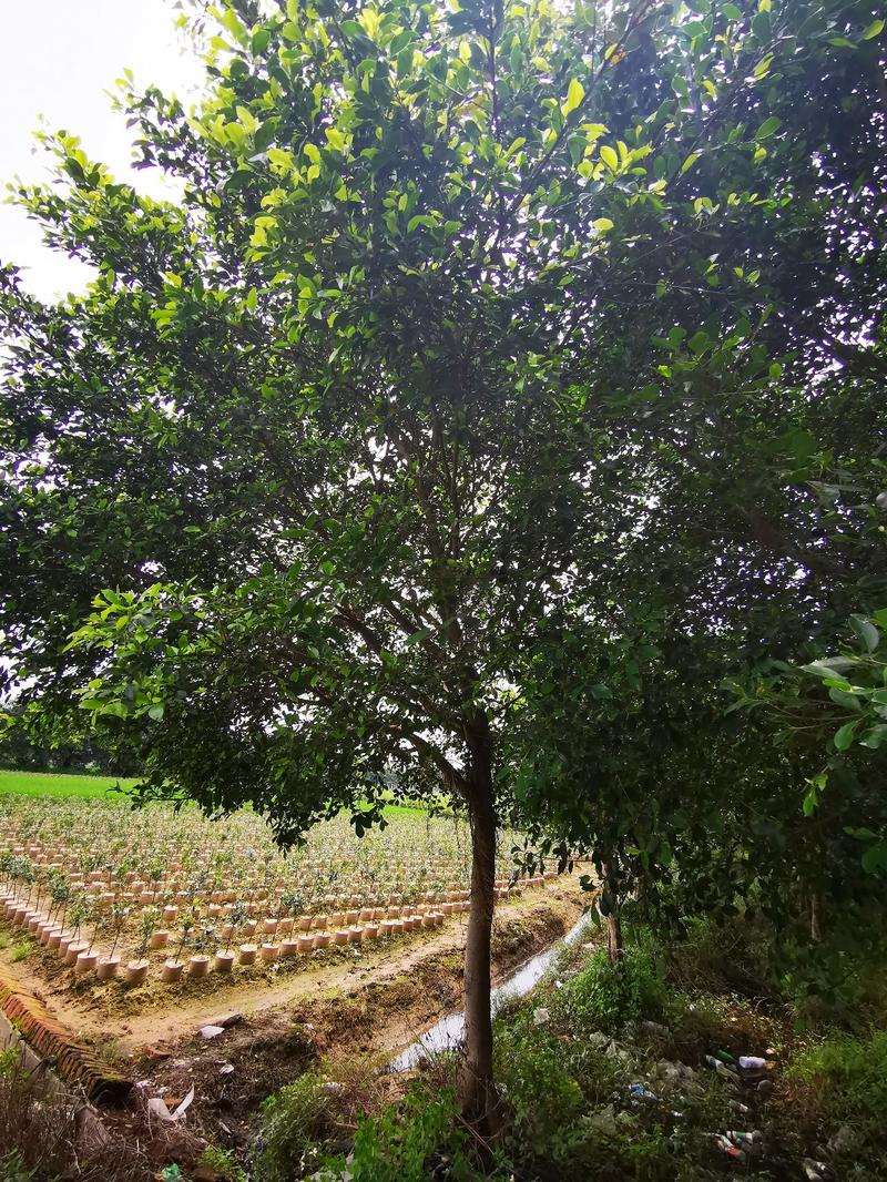 小叶榕行道树产地直销带土球高成活率可按绿化标准定制冠幅