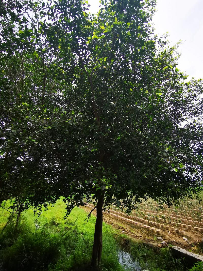 小叶榕行道树产地直销带土球高成活率可按绿化标准定制冠幅