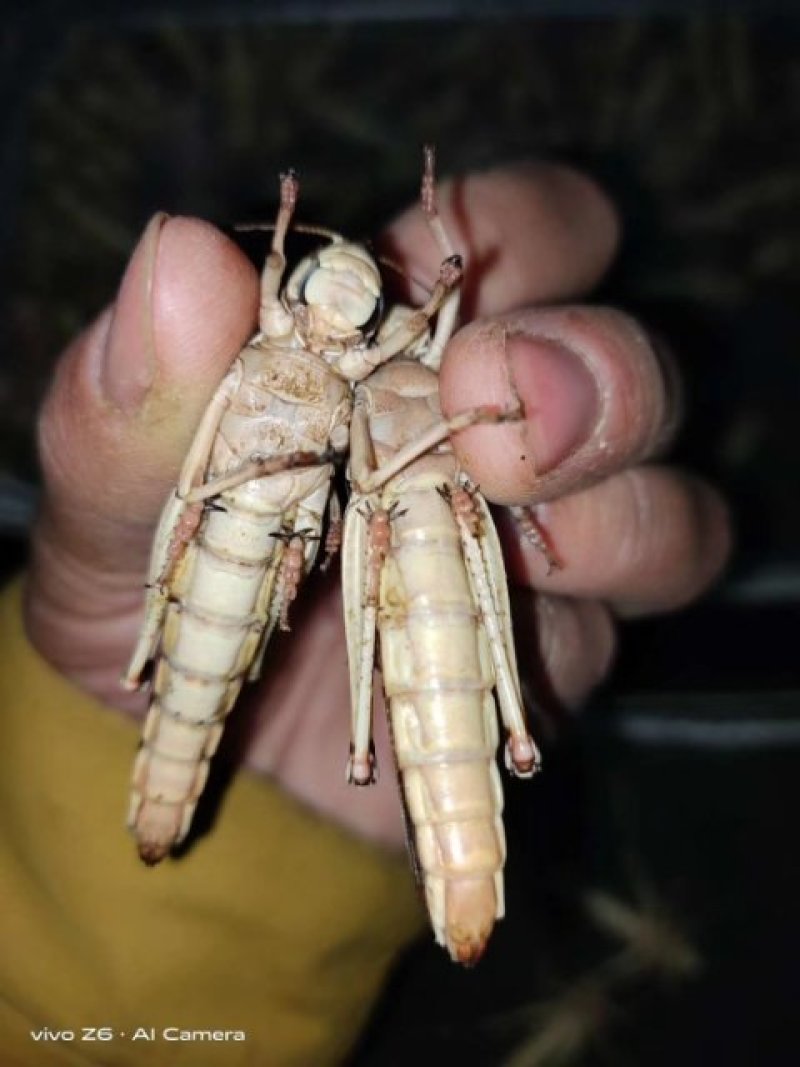 蚂蚱，蚂蚱，蝗虫，有去翅速冻蚂蚱，带翅速冻蚂蚱，活体蚂蚱