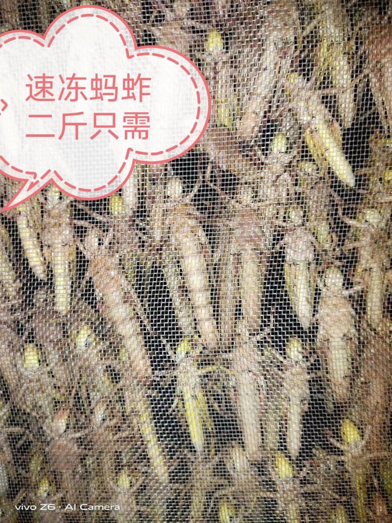 蚂蚱，蚂蚱，蝗虫，有去翅速冻蚂蚱，带翅速冻蚂蚱，活体蚂蚱