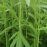 【热卖】云南芦蒿，自产自销，欢迎全国采购商咨询