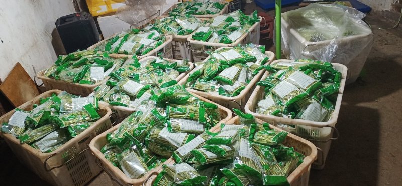 【热卖】云南芦蒿，自产自销，欢迎全国采购商咨询