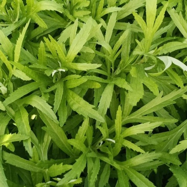 【热卖】云南芦蒿，自产自销，欢迎全国采购商咨询