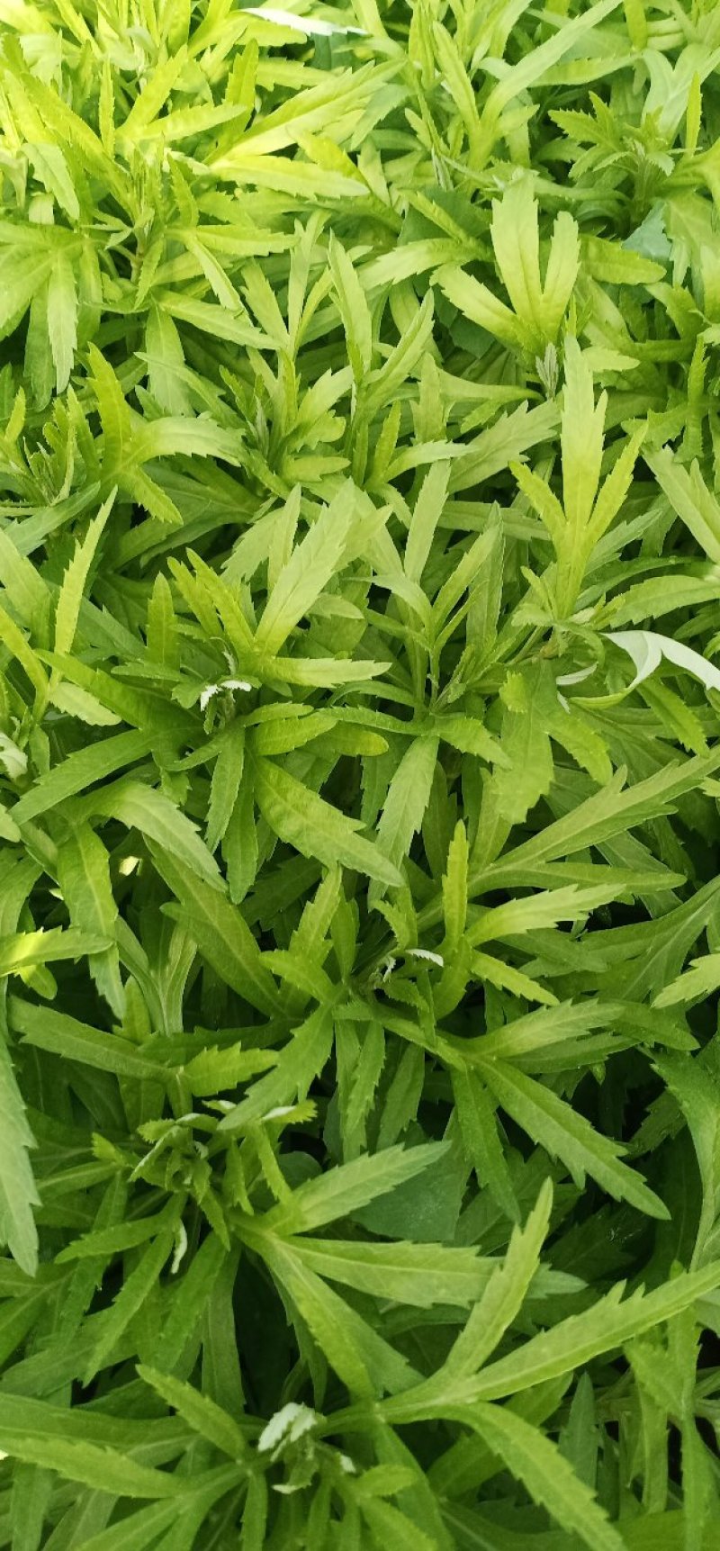 【热卖】云南芦蒿，自产自销，欢迎全国采购商咨询