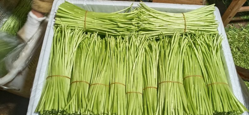 【热卖】云南芦蒿，自产自销，欢迎全国采购商咨询
