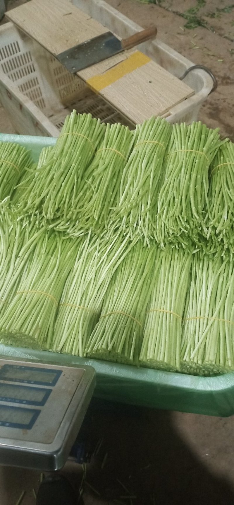 【热卖】云南芦蒿，自产自销，欢迎全国采购商咨询