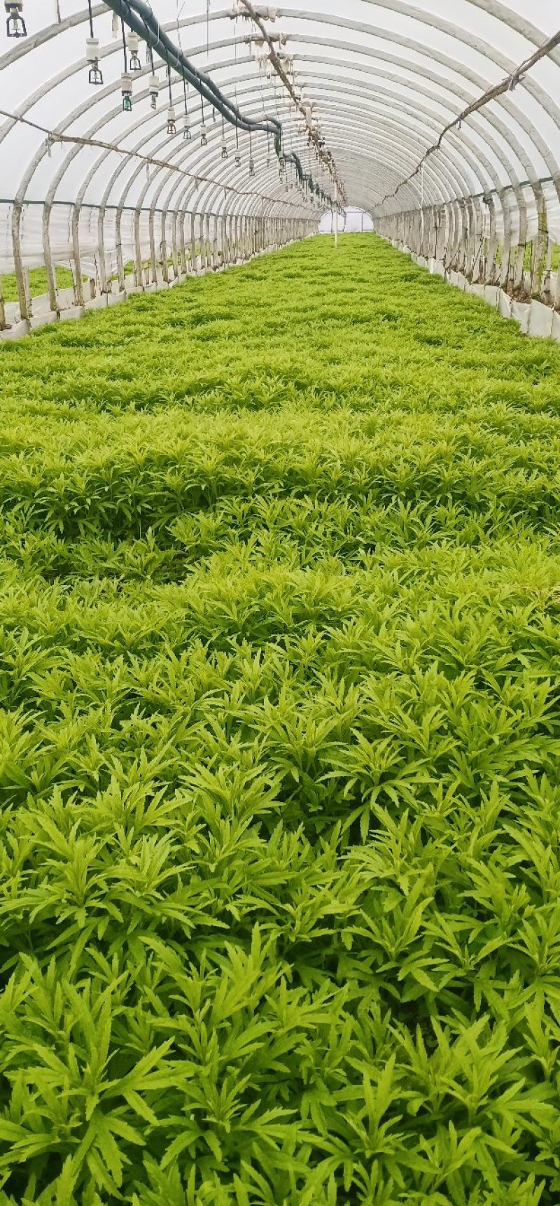 【热卖】云南芦蒿，自产自销，欢迎全国采购商咨询