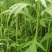 【热卖】云南芦蒿，自产自销，欢迎全国采购商咨询