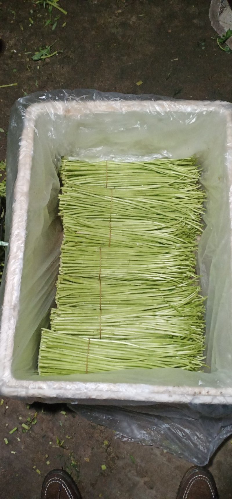 【热卖】云南芦蒿，自产自销，欢迎全国采购商咨询