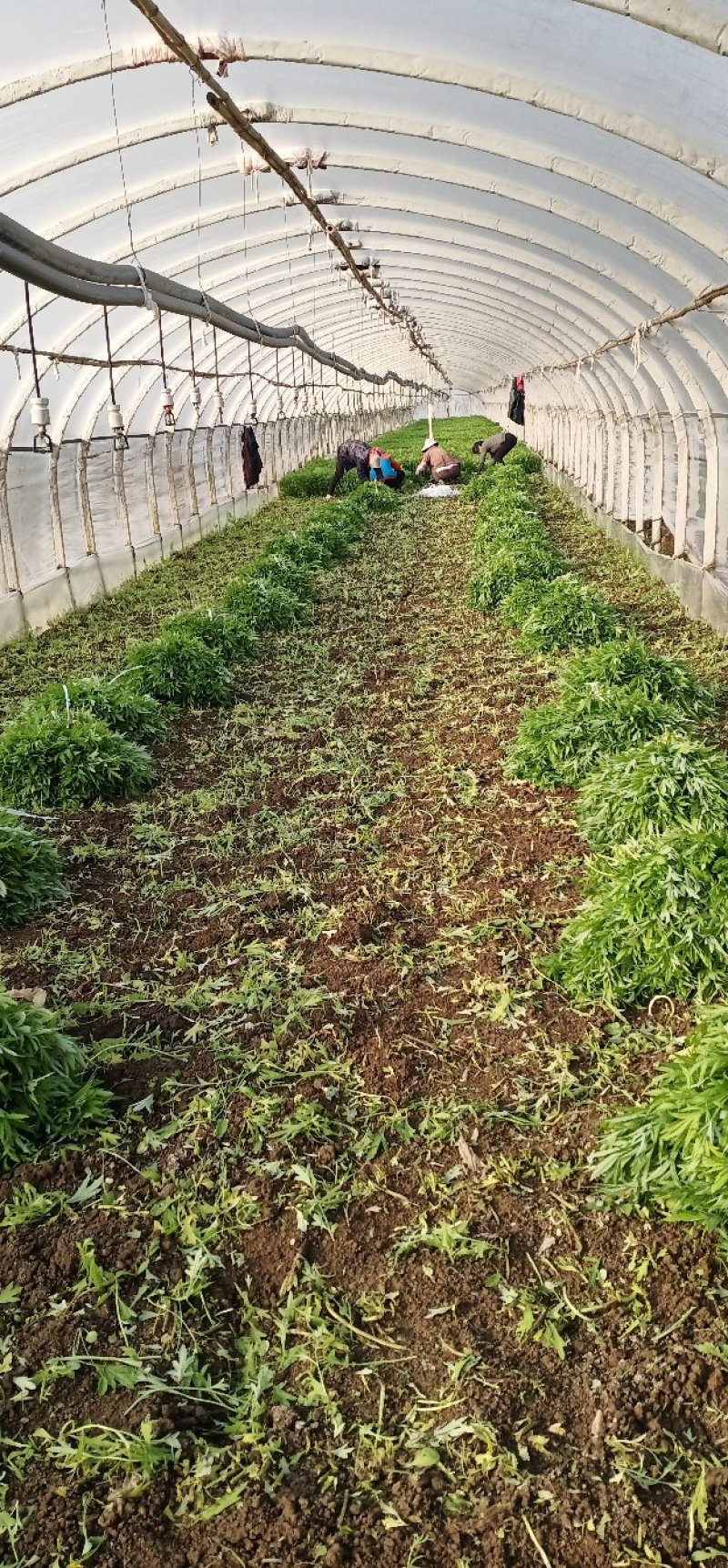 【热卖】云南芦蒿，自产自销，欢迎全国采购商咨询