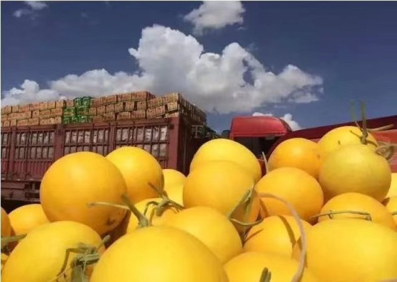 甘肃民勤金红宝蜜瓜，电商一件代发，品质保证，实力靠谱！