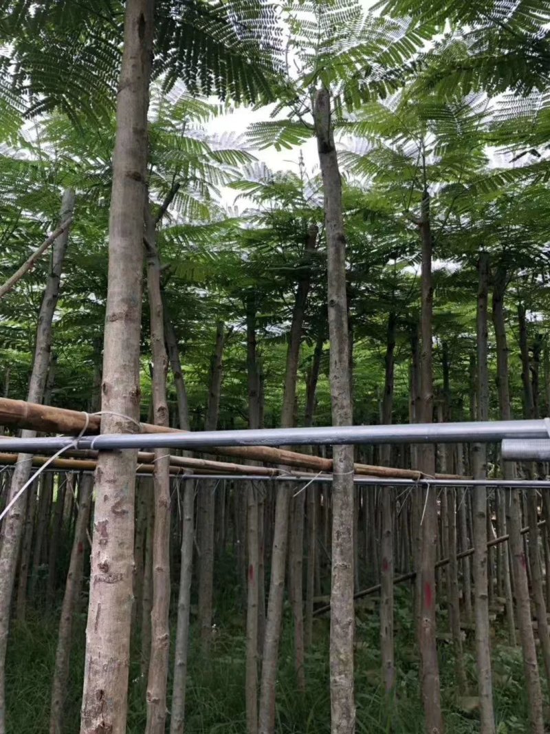 凤凰树苗，小杯苗，营养袋苗凤凰木苗金凤苗红花楹极易成活