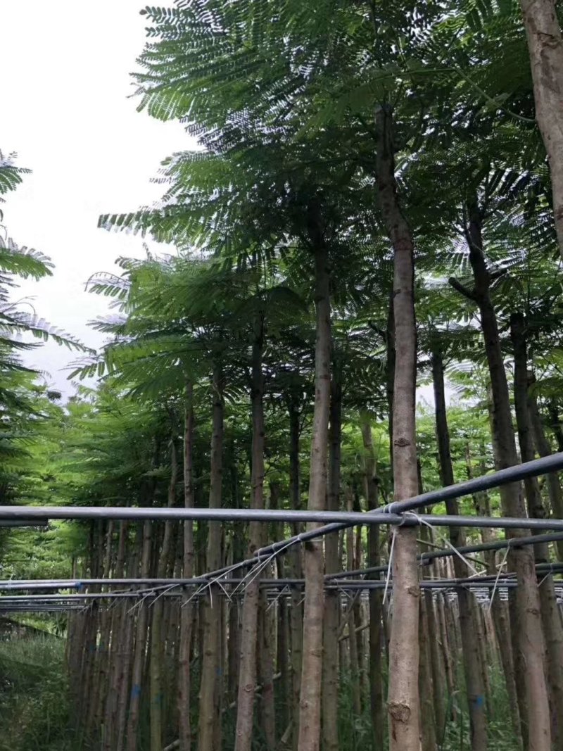 凤凰树苗，小杯苗，营养袋苗凤凰木苗金凤苗红花楹极易成活