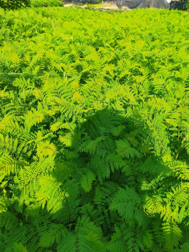 凤凰树苗，小杯苗，营养袋苗凤凰木苗金凤苗红花楹极易成活