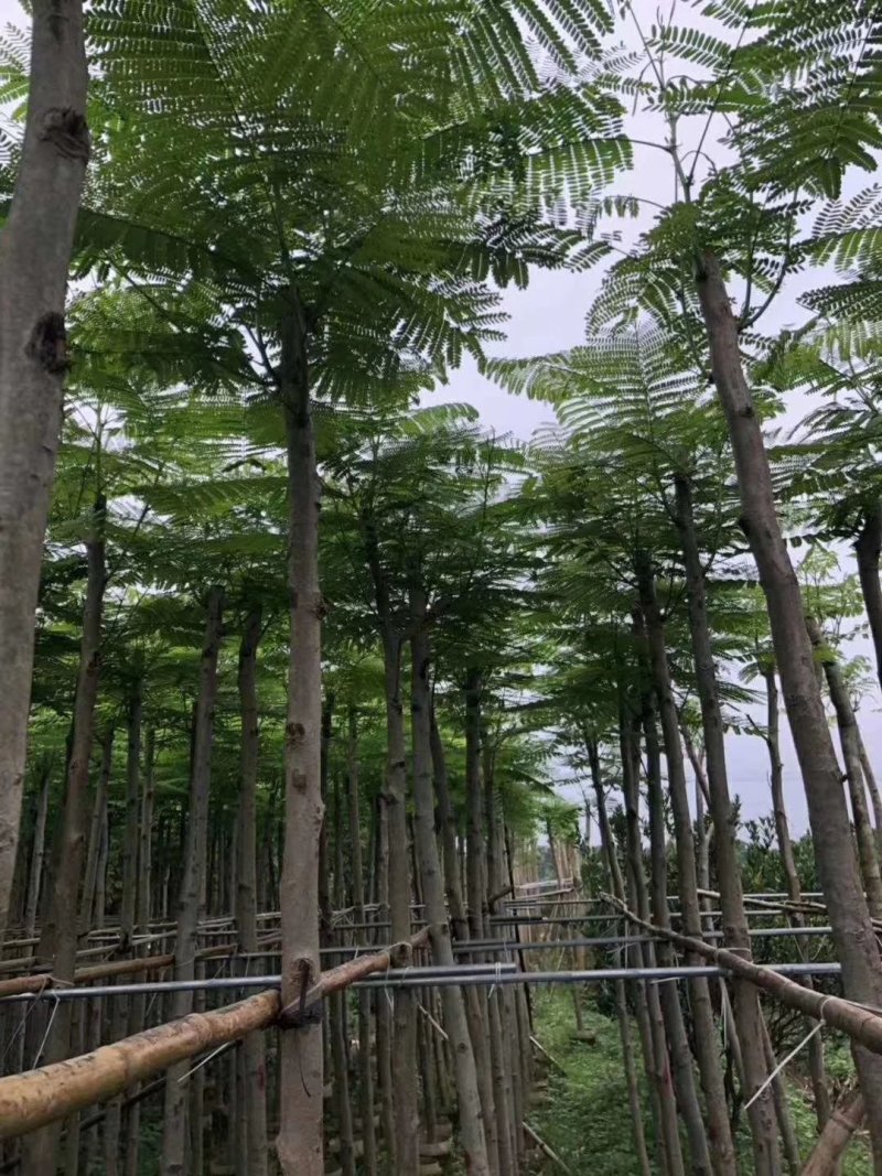 凤凰树苗，小杯苗，营养袋苗凤凰木苗金凤苗红花楹极易成活