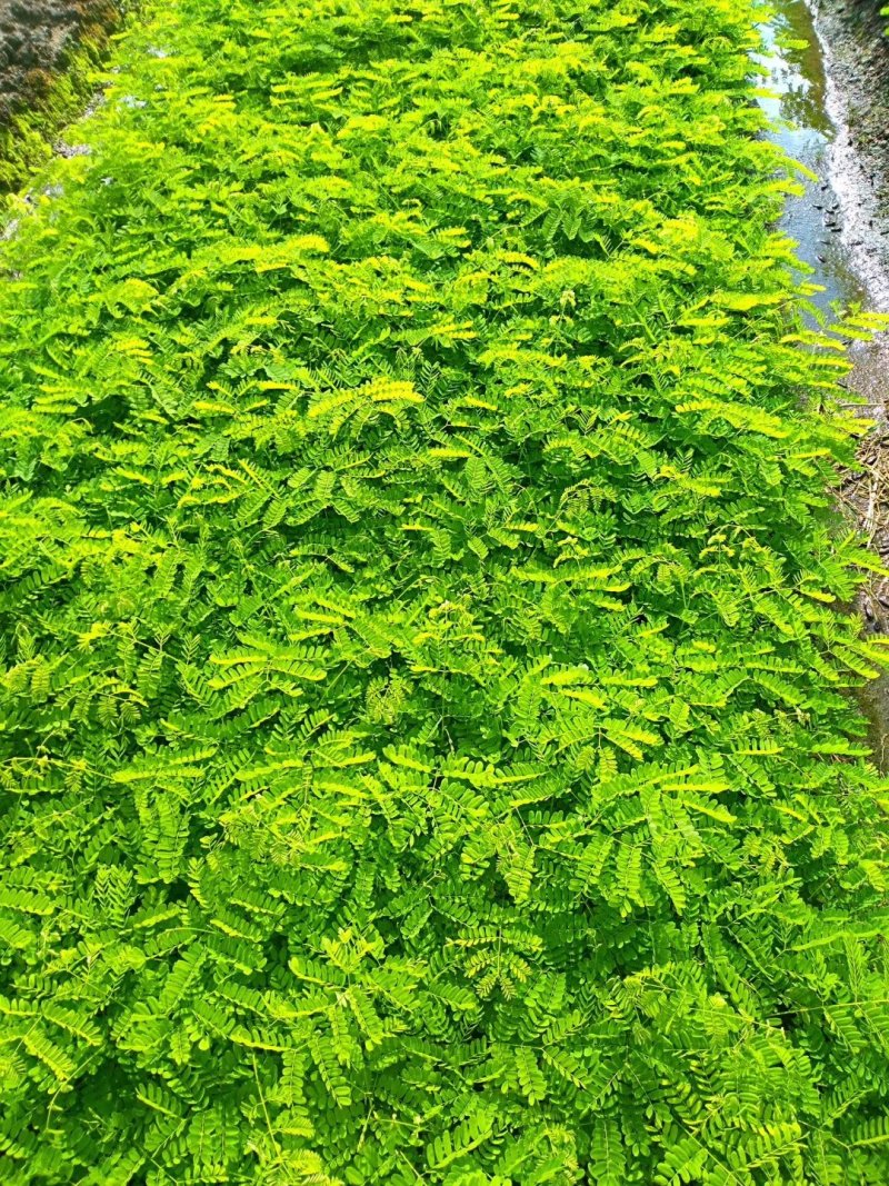 凤凰树苗，小杯苗，营养袋苗凤凰木苗金凤苗红花楹极易成活