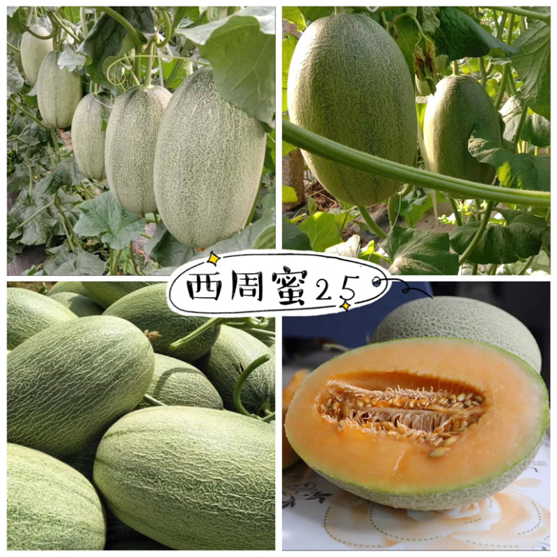 【热销】精品哈密瓜晓蜜25哈密瓜产地直销保质保量实力代办