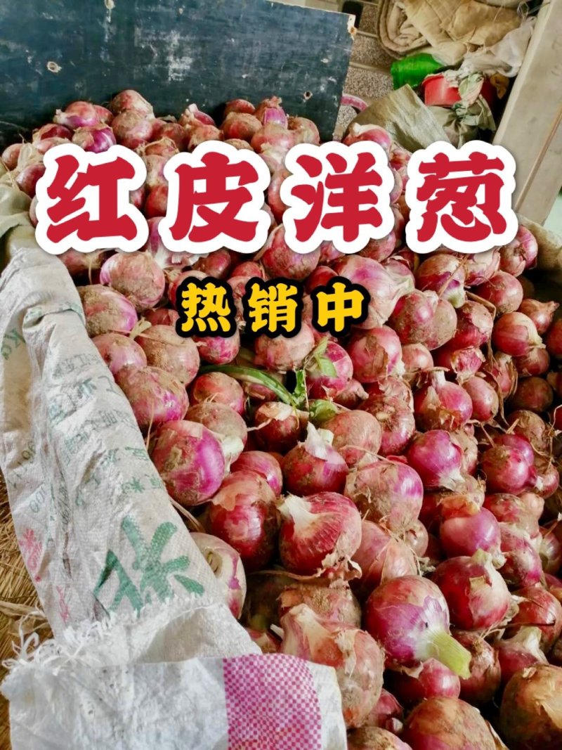 【红皮洋葱】8厘米以上基地直发，质优价廉欢迎新老客户订购