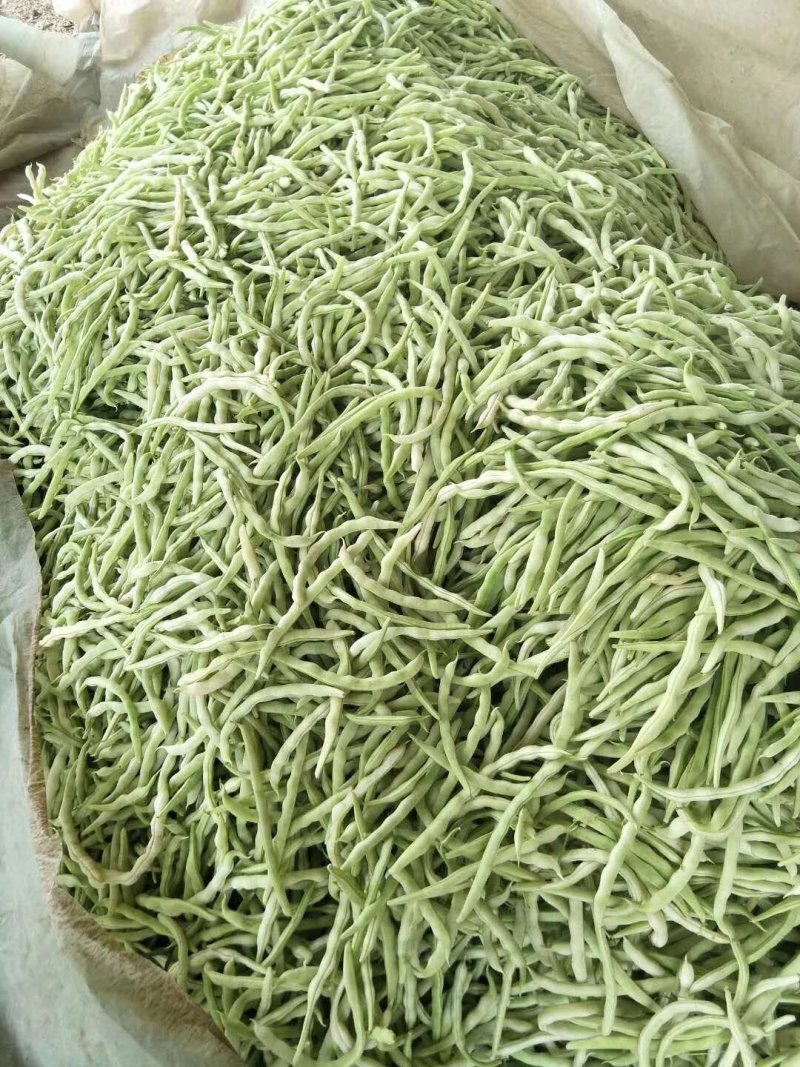 白不老15~20厘米