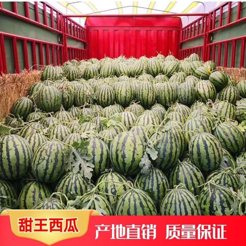 河南商丘甜王基地直供，价格优质量保证代发全国欢迎咨询