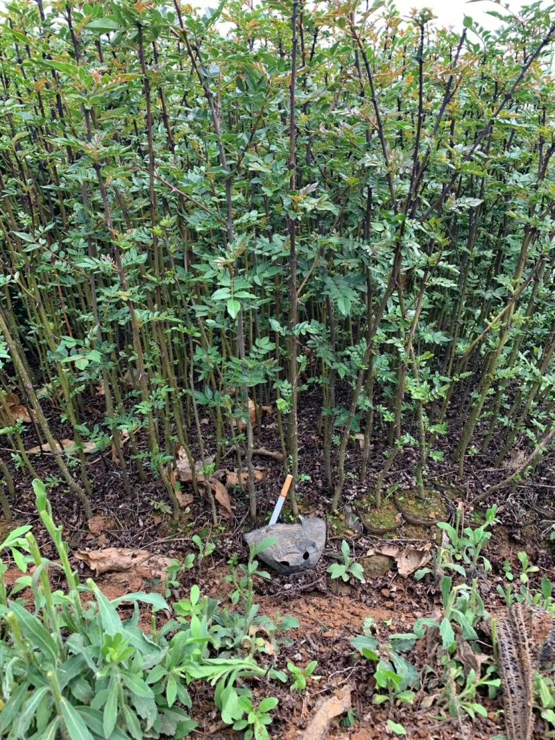 正宗汉源贡椒苗营养袋苗红花椒苗保证品种