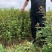 正宗汉源贡椒苗营养袋苗红花椒苗保证品种