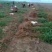紫穗槐基地，规格齐全价格优惠，量大，另供大量刺槐