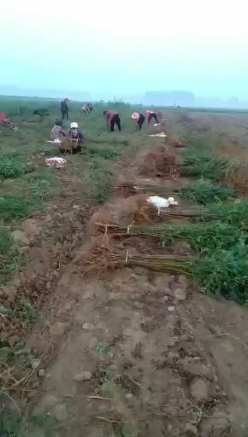 紫穗槐基地，规格齐全价格优惠，量大，另供大量刺槐