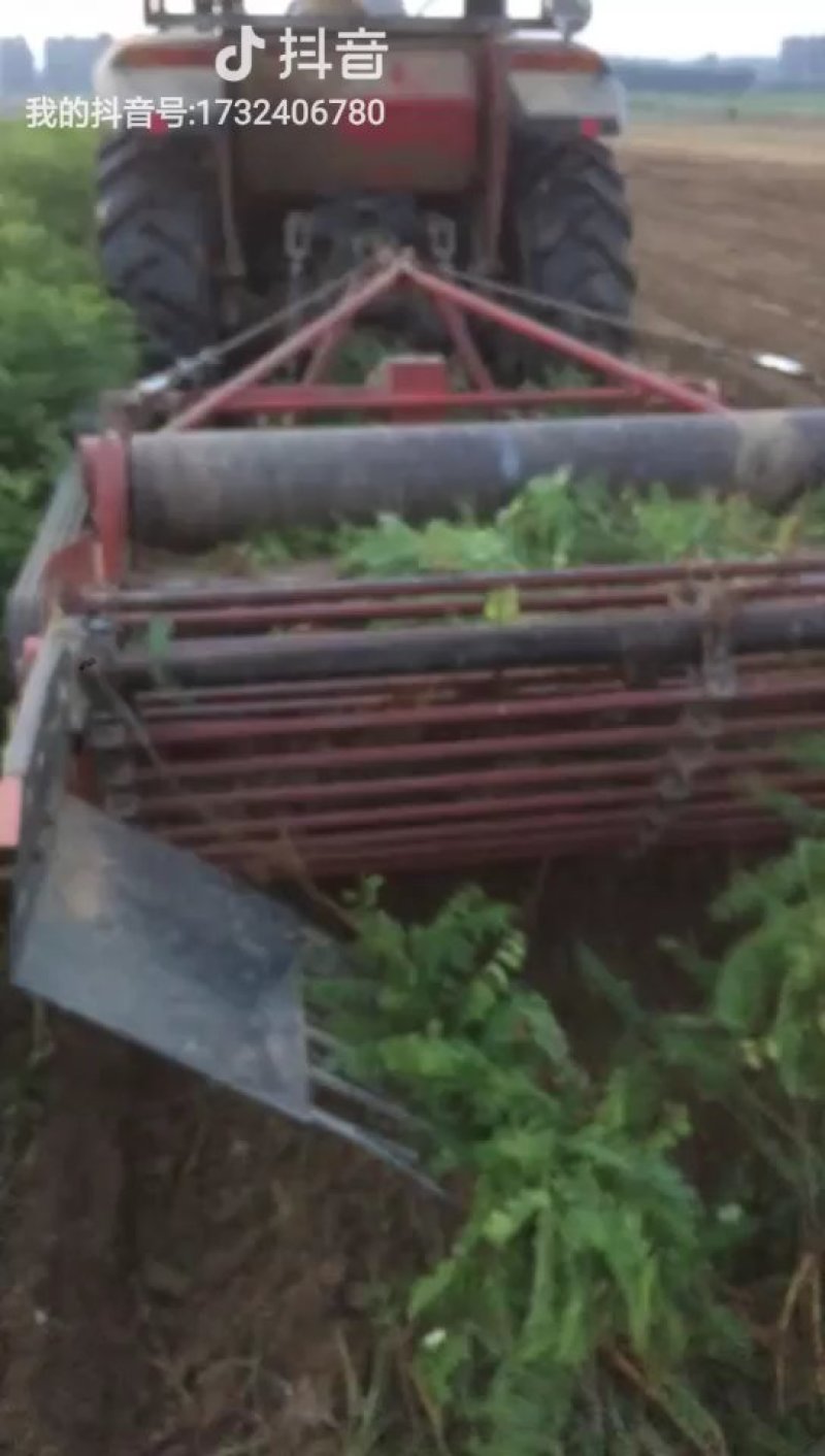 紫穗槐基地，规格齐全价格优惠，量大，另供大量刺槐